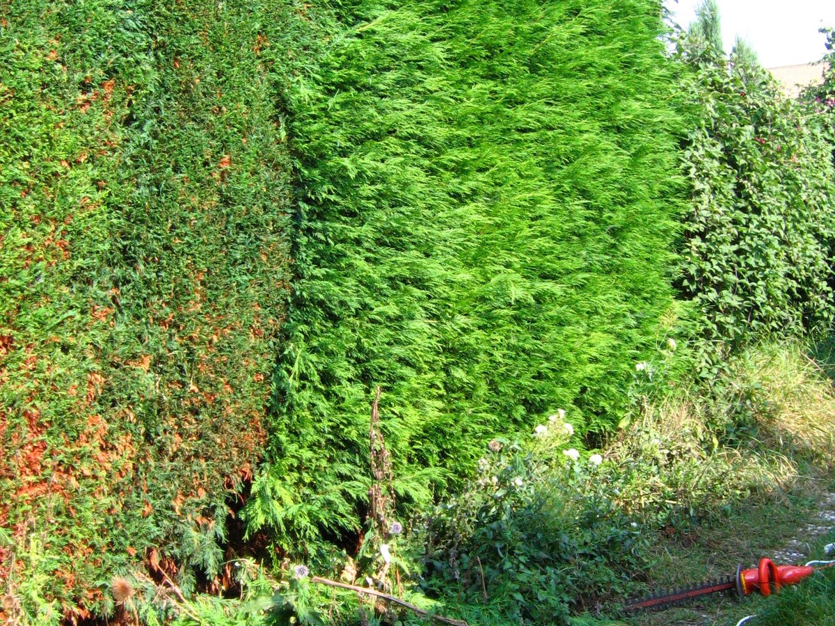 Frisch geschnittene Hecke